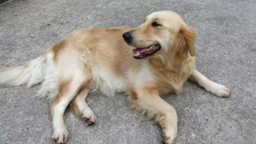 汽车撞死狗赔偿多少